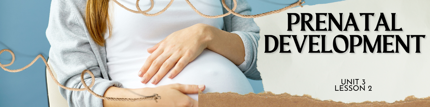 Lesson 2: Prenatal Development Banner